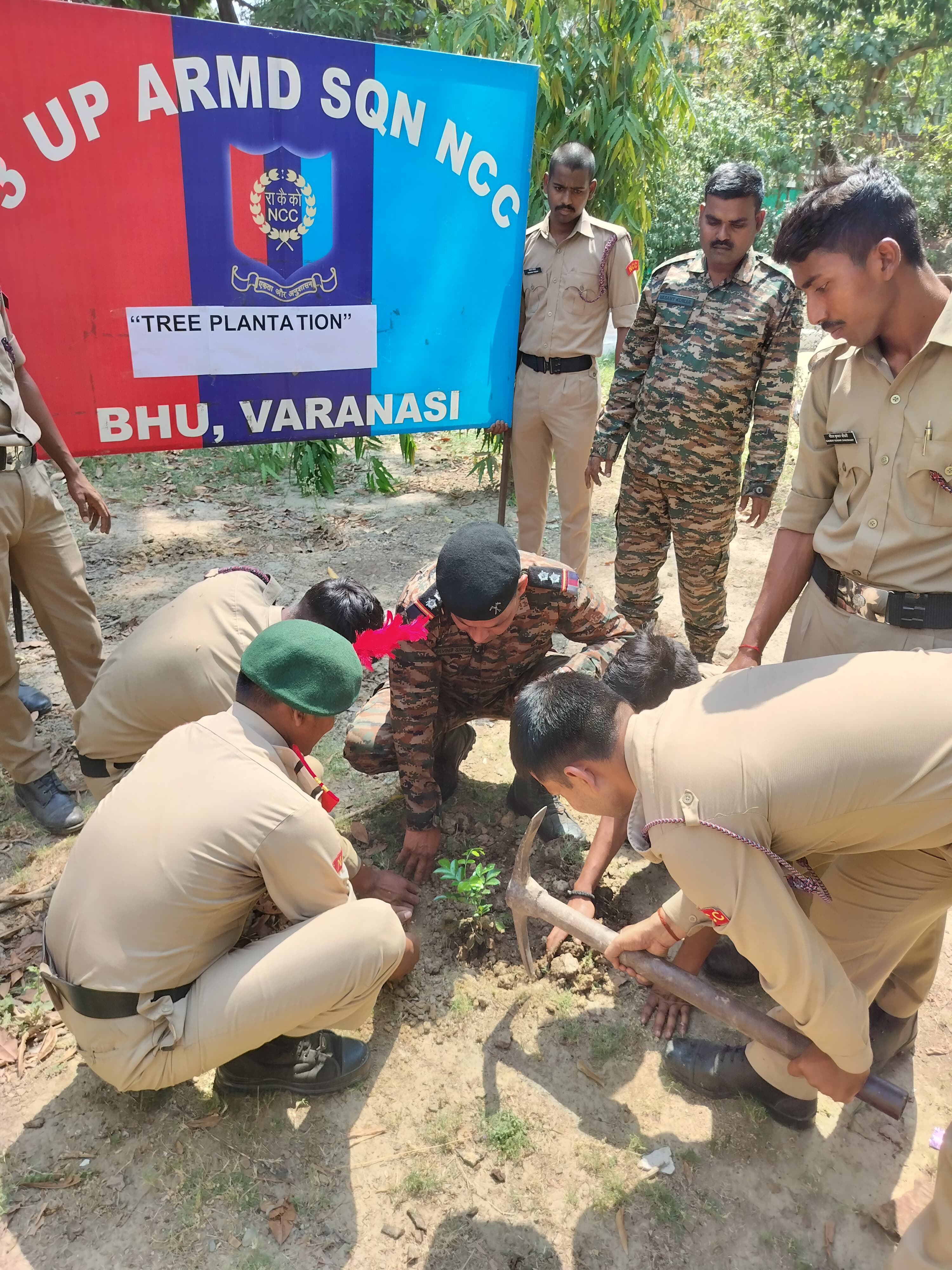 Tree Plantation
